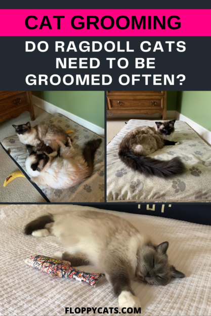 How Often Should You Groom Your Ragdoll? A Comprehensive Guide