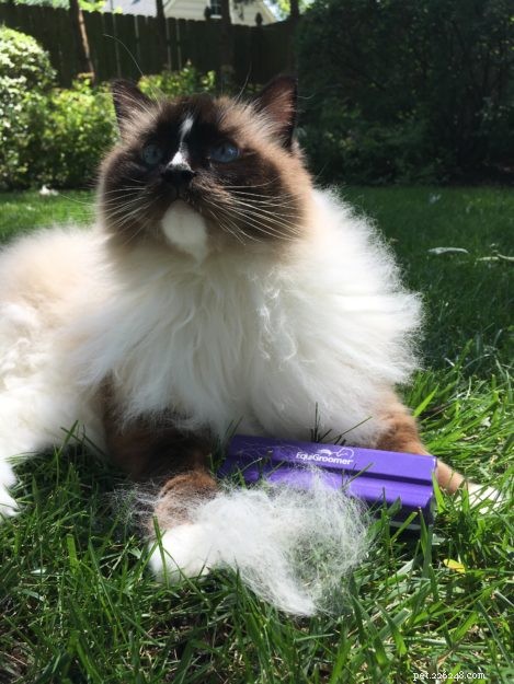 How Often Should You Groom Your Ragdoll? A Comprehensive Guide