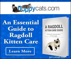 10 Charming Ragdoll Cat Names for 2024: A Guide for New and Experienced Owners