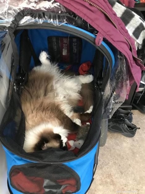 Top Cat Strollers of 2022: Comfort, Safety, and Style for Your Feline