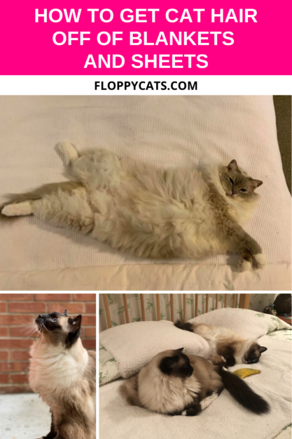 Effortless Tips for Removing Cat Hair from Blankets & Sheets