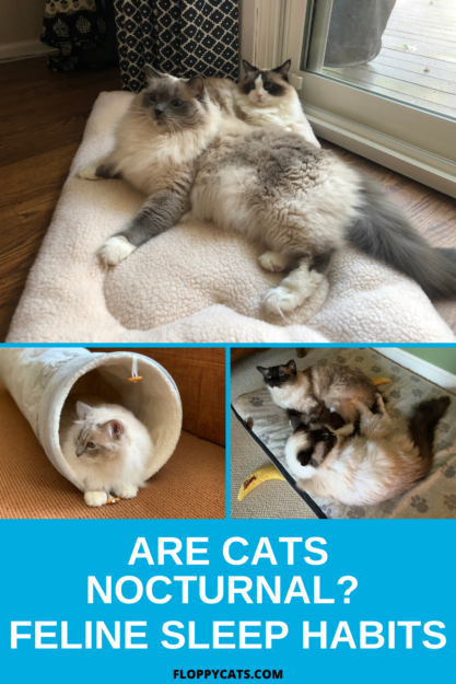 Understanding Cat Sleep Patterns: Why Cats Aren’t Truly Nocturnal