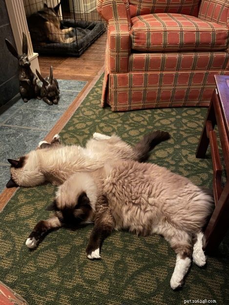 Understanding Cat Sleep Patterns: Why Cats Aren’t Truly Nocturnal