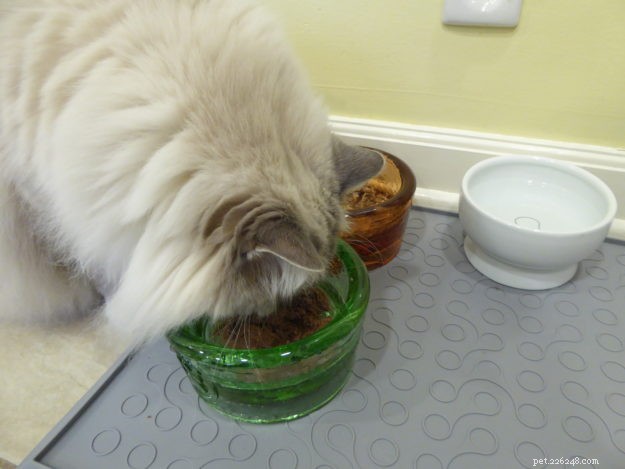 Understanding Cat Sleep Patterns: Why Cats Aren’t Truly Nocturnal