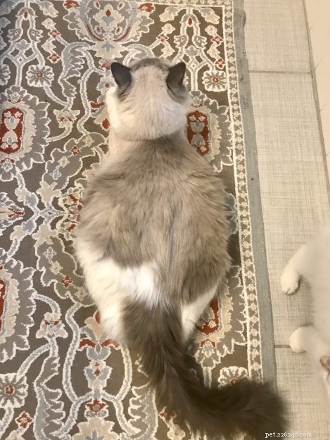 Spotting Cat Pregnancy: Signs, Timing, and Care Tips