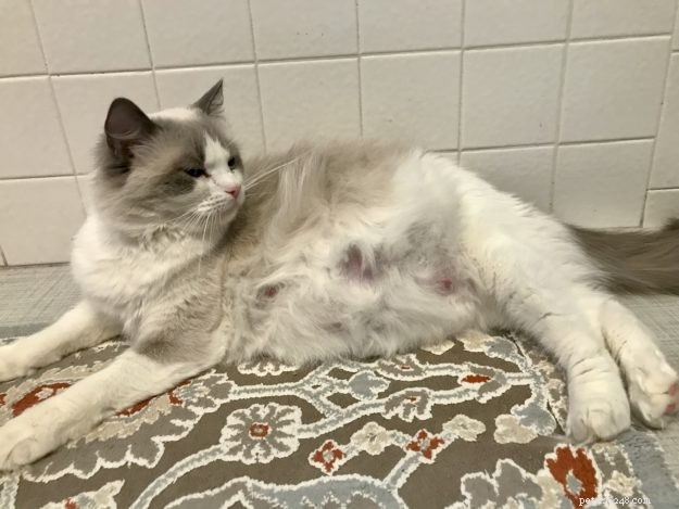 Spotting Cat Pregnancy: Signs, Timing, and Care Tips