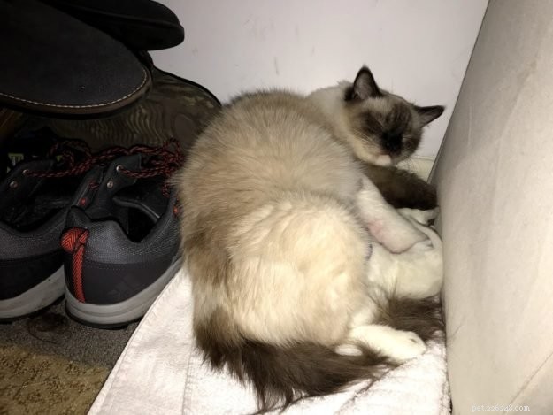 Spotting Cat Pregnancy: Signs, Timing, and Care Tips