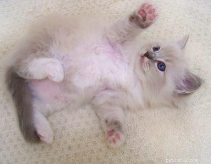 Spotting Cat Pregnancy: Signs, Timing, and Care Tips