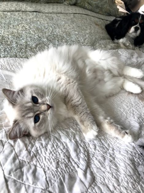 Spotting Cat Pregnancy: Signs, Timing, and Care Tips