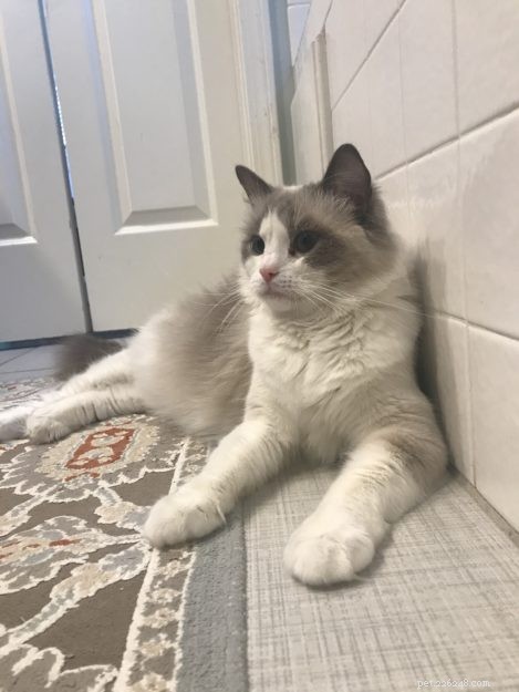 Spotting Cat Pregnancy: Signs, Timing, and Care Tips