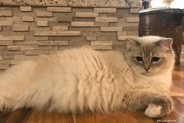 Spotting Cat Pregnancy: Signs, Timing, and Care Tips