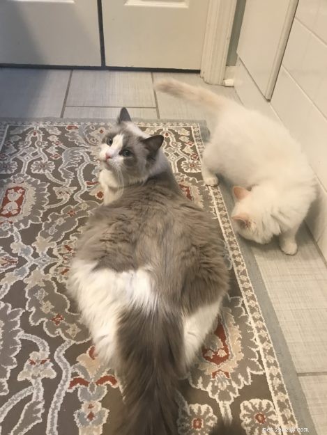 Spotting Cat Pregnancy: Signs, Timing, and Care Tips