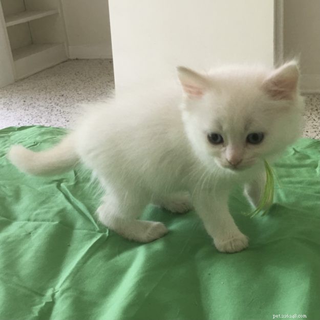 Ragdoll Chronicles: Tristan & Malcolm’s Story of Loss, Love, and New Beginnings