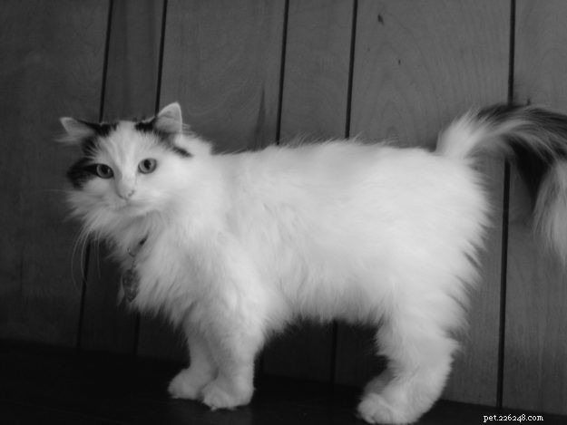 Ragdoll Chronicles: Tristan & Malcolm’s Story of Loss, Love, and New Beginnings