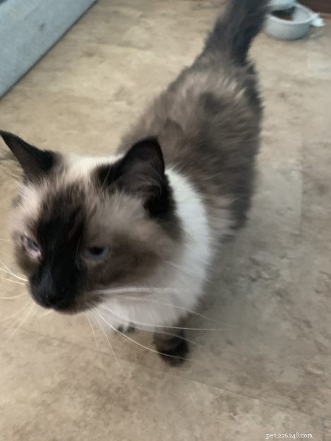 Ragdoll Chronicles: Tristan & Malcolm’s Story of Loss, Love, and New Beginnings