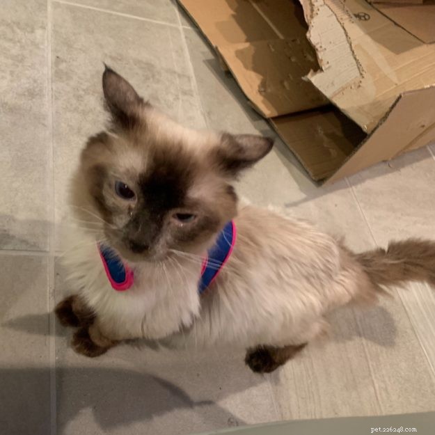 Ragdoll Chronicles: Tristan & Malcolm’s Story of Loss, Love, and New Beginnings