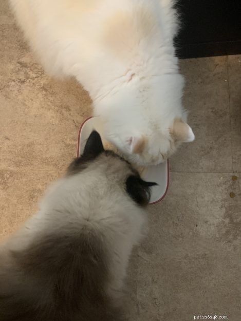 Ragdoll Chronicles: Tristan & Malcolm’s Story of Loss, Love, and New Beginnings