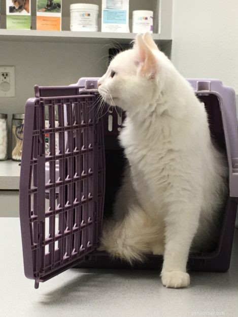 Ragdoll Chronicles: Tristan & Malcolm’s Story of Loss, Love, and New Beginnings