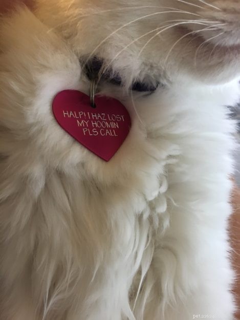 Ragdoll Chronicles: Tristan & Malcolm’s Story of Loss, Love, and New Beginnings