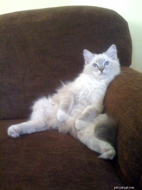 How to Stop Hairballs in Cats: Prevention & Quick Relief