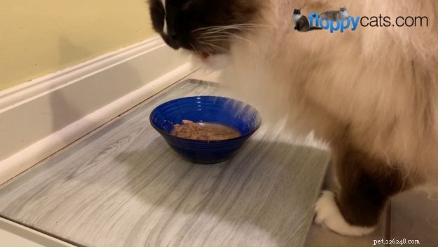 How to Stop Hairballs in Cats: Prevention & Quick Relief