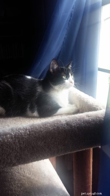 3 Nutritious Homemade Cat Food Recipes for Healthy Paws