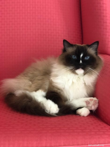 3 Nutritious Homemade Cat Food Recipes for Healthy Paws