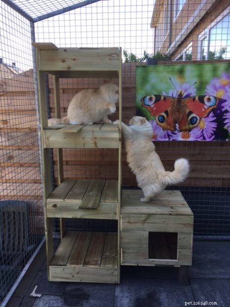 Meet Chase & Sprinter: Ragdoll Cats That Bring Joy