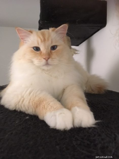Meet Chase & Sprinter: Ragdoll Cats That Bring Joy