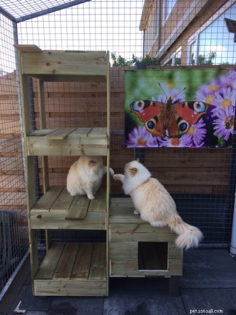 Meet Chase & Sprinter: Ragdoll Cats That Bring Joy