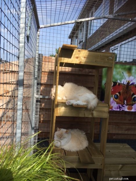 Meet Chase & Sprinter: Ragdoll Cats That Bring Joy