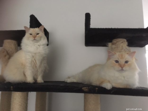Meet Chase & Sprinter: Ragdoll Cats That Bring Joy