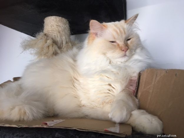 Meet Chase & Sprinter: Ragdoll Cats That Bring Joy