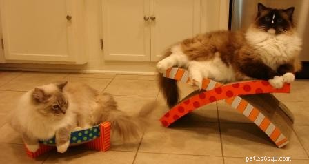 Choosing One or Two Ragdoll Cats: A Guide to Making the Right Decision