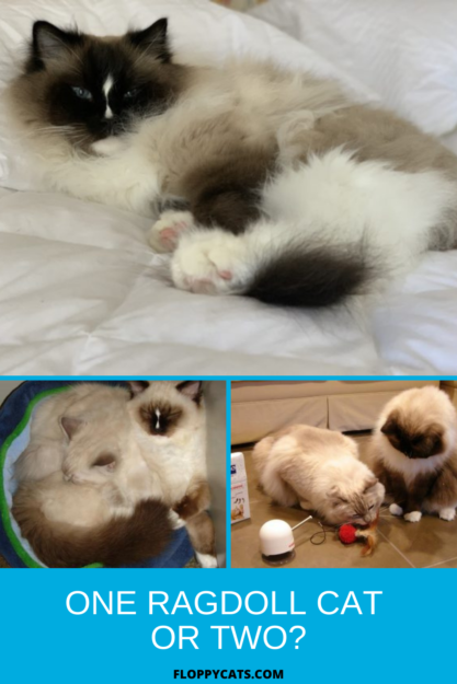 Choosing One or Two Ragdoll Cats: A Guide to Making the Right Decision