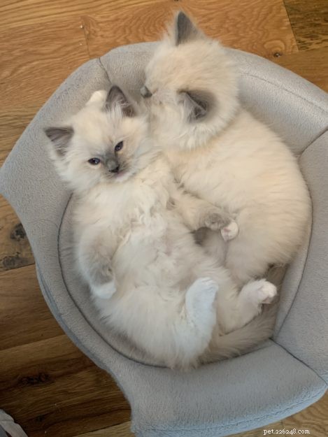 Choosing One or Two Ragdoll Cats: A Guide to Making the Right Decision