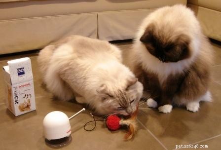 Choosing One or Two Ragdoll Cats: A Guide to Making the Right Decision