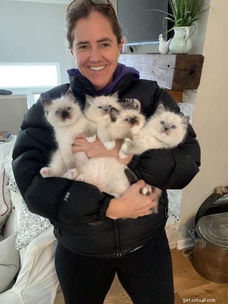 Choosing One or Two Ragdoll Cats: A Guide to Making the Right Decision