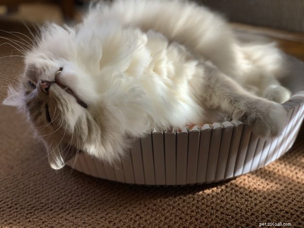 Choosing One or Two Ragdoll Cats: A Guide to Making the Right Decision