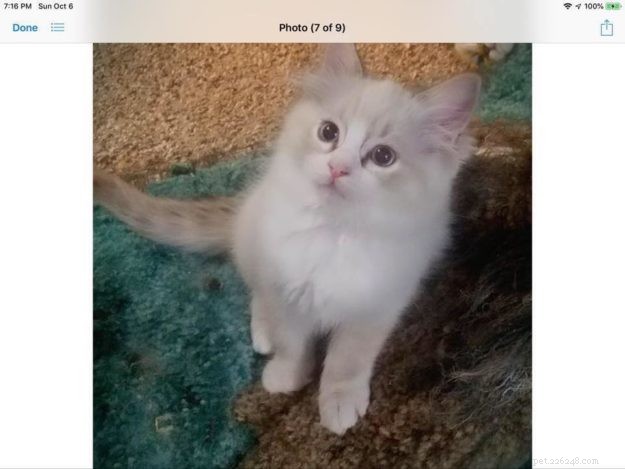 Bella Boo: Ragdoll Cat of the Week – A Sweet Chocolate Lynx Tale