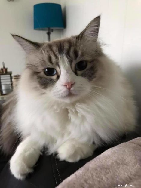 Bella Boo: Ragdoll Cat of the Week – A Sweet Chocolate Lynx Tale