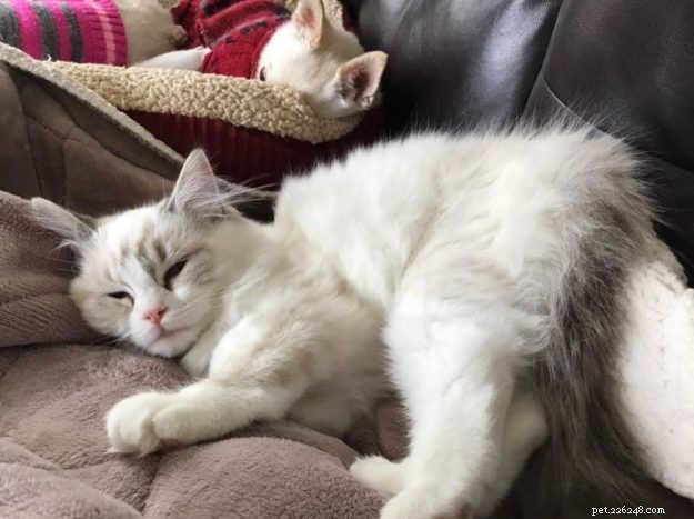 Bella Boo: Ragdoll Cat of the Week – A Sweet Chocolate Lynx Tale