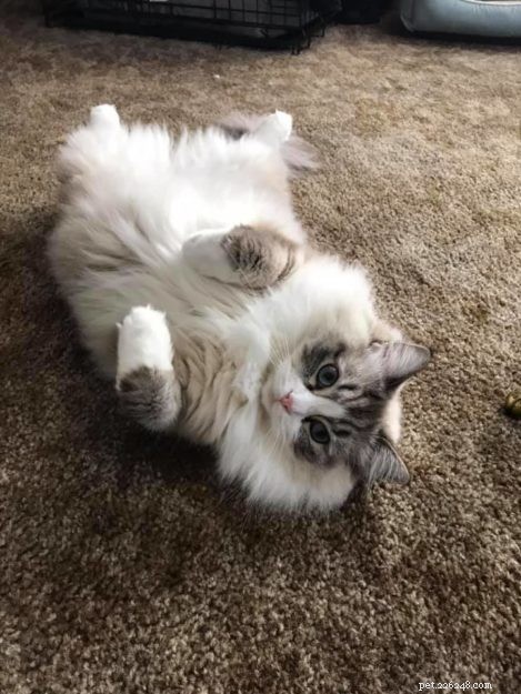 Bella Boo: Ragdoll Cat of the Week – A Sweet Chocolate Lynx Tale