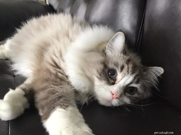 Bella Boo: Ragdoll Cat of the Week – A Sweet Chocolate Lynx Tale