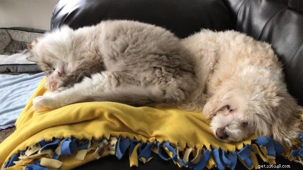 Bella Boo: Ragdoll Cat of the Week – A Sweet Chocolate Lynx Tale