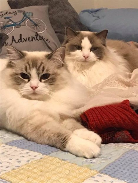 Bella Boo: Ragdoll Cat of the Week – A Sweet Chocolate Lynx Tale