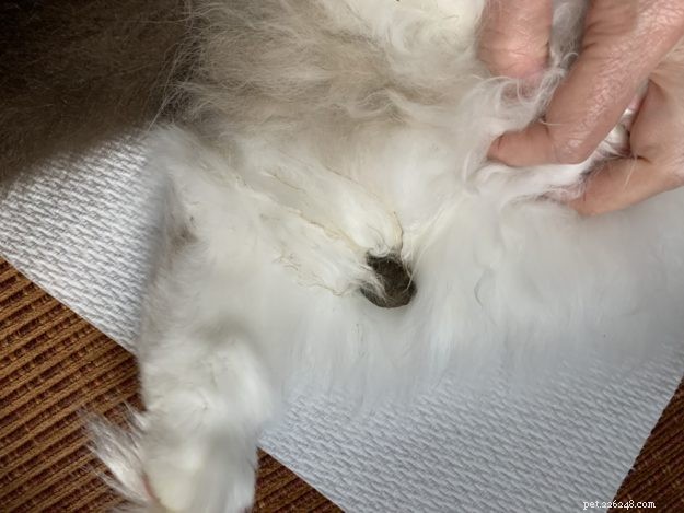 How to Safely Remove Poop and Diarrhea from Your Cat’s Fur