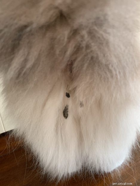 How to Safely Remove Poop and Diarrhea from Your Cat’s Fur