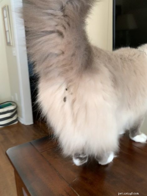 How to Safely Remove Poop and Diarrhea from Your Cat’s Fur