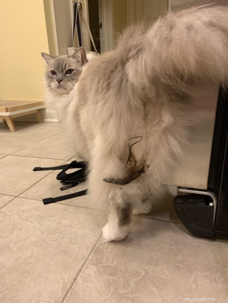 How to Safely Remove Poop and Diarrhea from Your Cat’s Fur